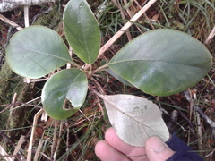 Brachyglottis buchananii