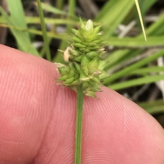 Carex mesochorea