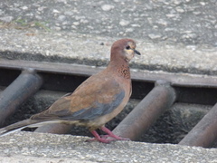Streptopelia senegalensis