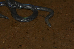 Melanophidium wynaudense