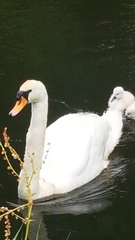 Cygnus olor