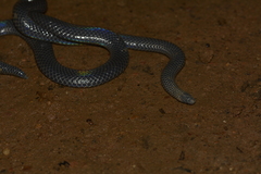 Melanophidium wynaudense