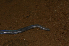 Melanophidium wynaudense