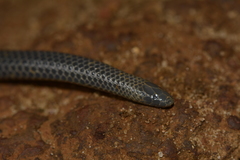 Melanophidium wynaudense