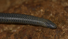 Melanophidium wynaudense