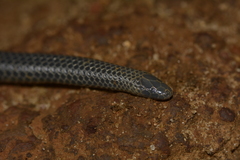 Melanophidium wynaudense