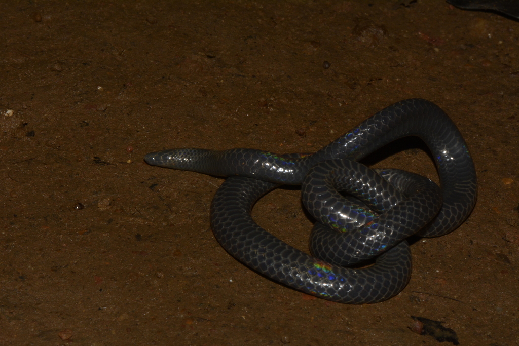 Indian Black Earth Snake