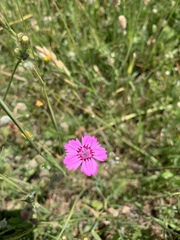 Dianthus chinensis