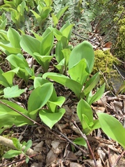 Clintonia