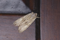Apamea lithoxylaea