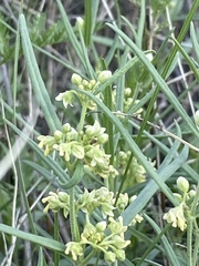 Vincetoxicum sibiricum