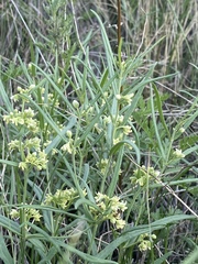 Vincetoxicum sibiricum