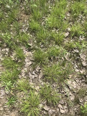 Dichanthelium linearifolium