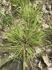 Dichanthelium linearifolium