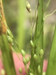 Dichanthelium linearifolium