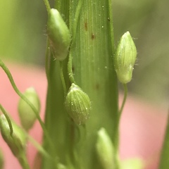 Dichanthelium linearifolium