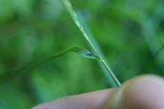 Loricula pselaphiformis