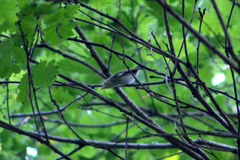 Phylloscopus sibilatrix