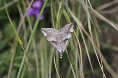 Aplocera praeformata