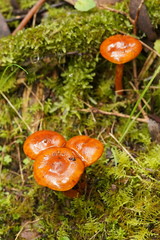 Cortinarius abnormis