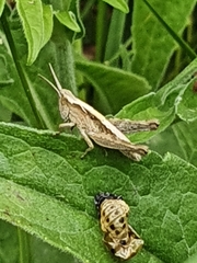 Chorthippus brunneus