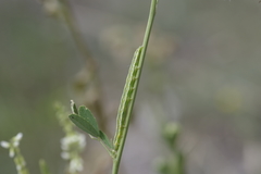 Aporophyla lutulenta