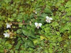 Viola adenothrix