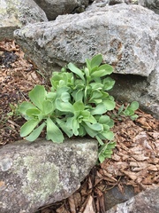 Hylotelephium telephioides