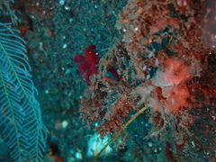 Achaeus japonicus