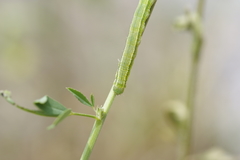 Aporophyla lutulenta
