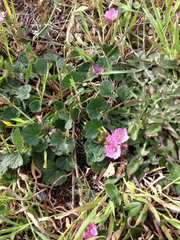 Sidalcea malviflora malviflora
