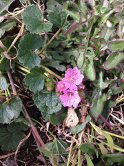 Sidalcea malviflora malviflora