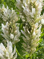 Astragalus austrosibiricus
