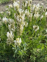 Astragalus austrosibiricus