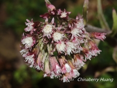 Petasites formosanus
