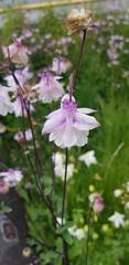 Aquilegia vulgaris