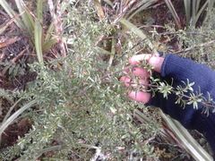 Coprosma pseudocuneata