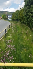 Aquilegia vulgaris