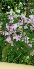 Aquilegia vulgaris