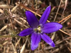 Brodiaea