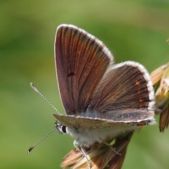 Aricia artaxerxes allous