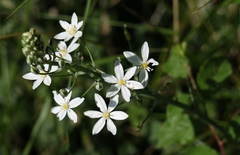Ornithogalum pyramidale