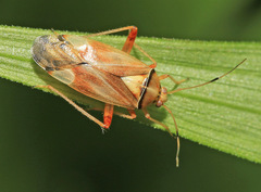 Castanopsides potanini