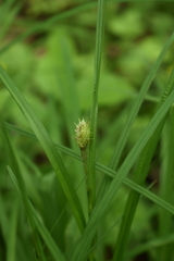 Carex squarrosa