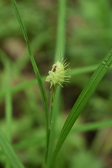Carex squarrosa