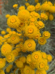 Santolina chamaecyparissus
