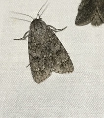 Acronicta impleta