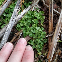 Hesperocodon hederaceus