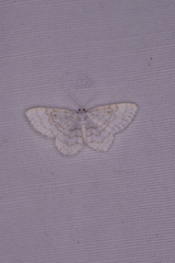 Asthena albulata