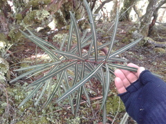 Pseudopanax linearis